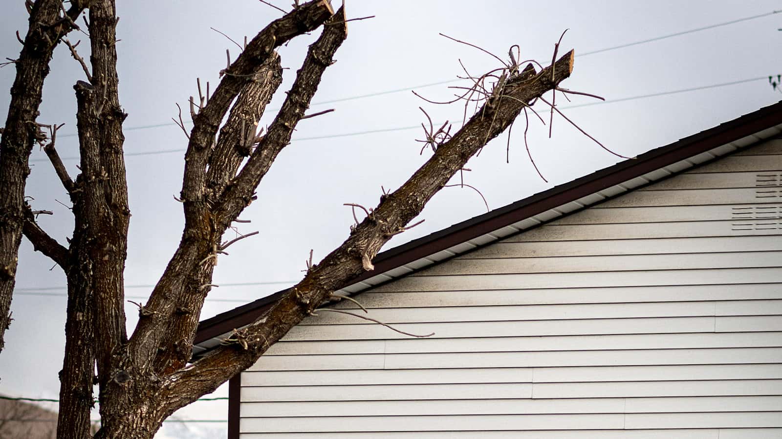 Tree Roots Damaging Sidewalks or Sewer Lines in Buffalo