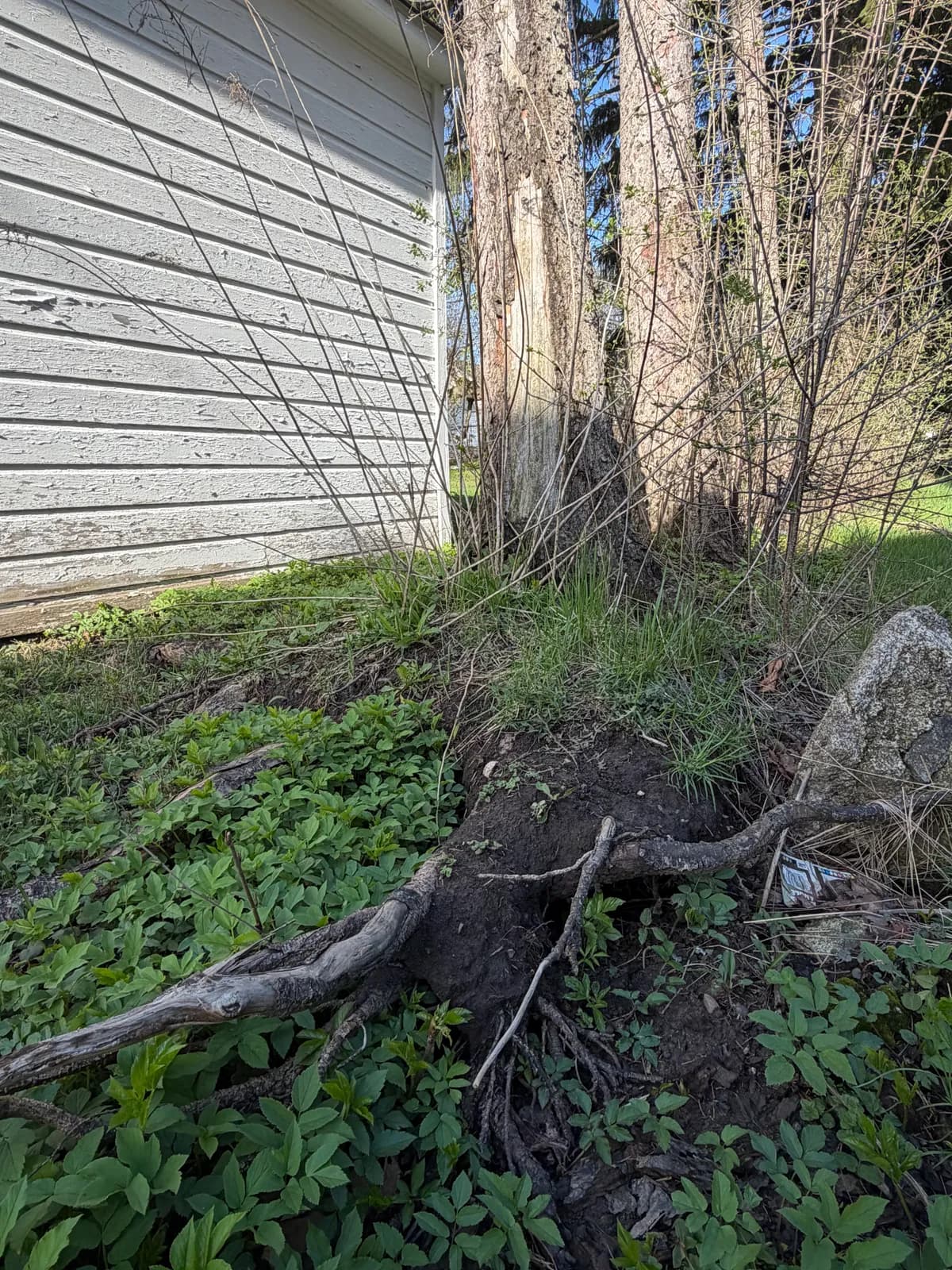 tree near foundation buffalo Buffalo NY