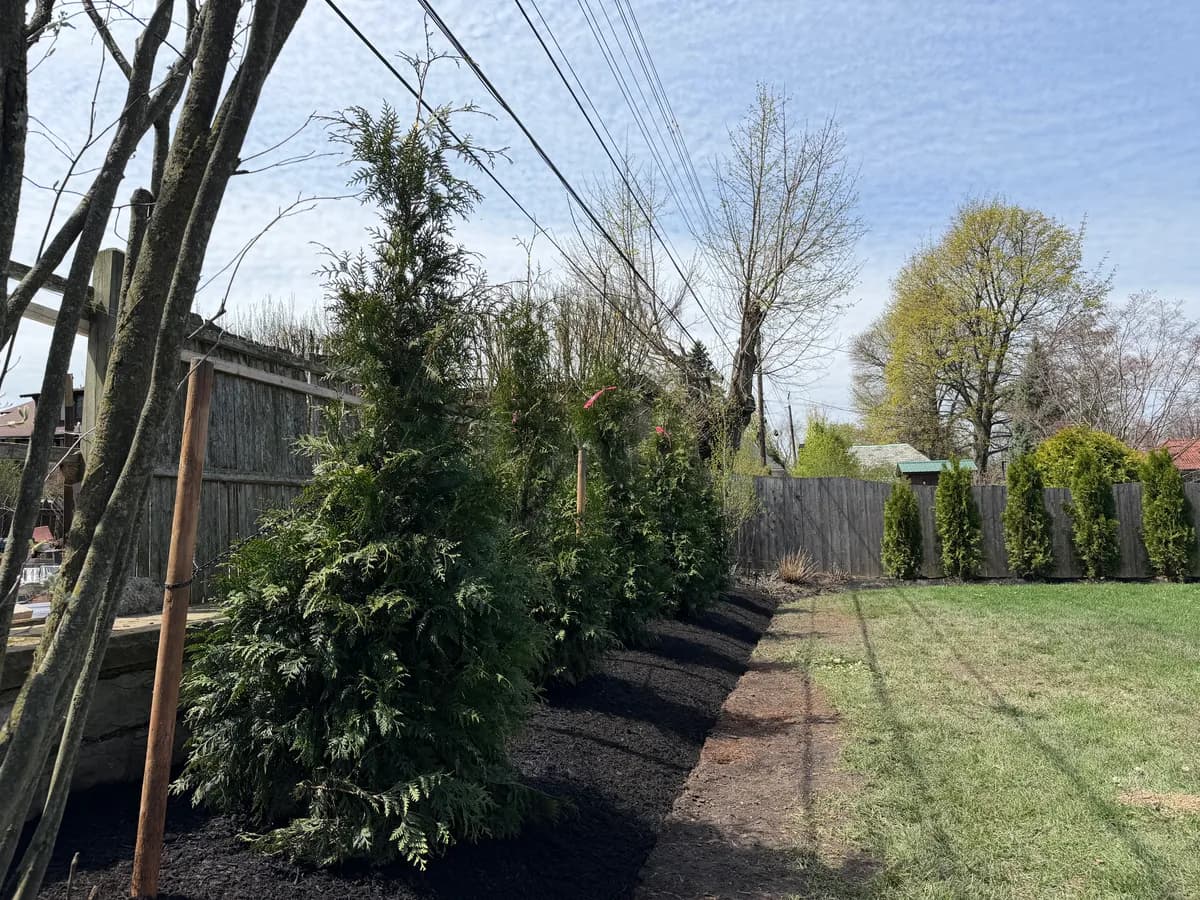 tree roots foundation buffalo Buffalo NY