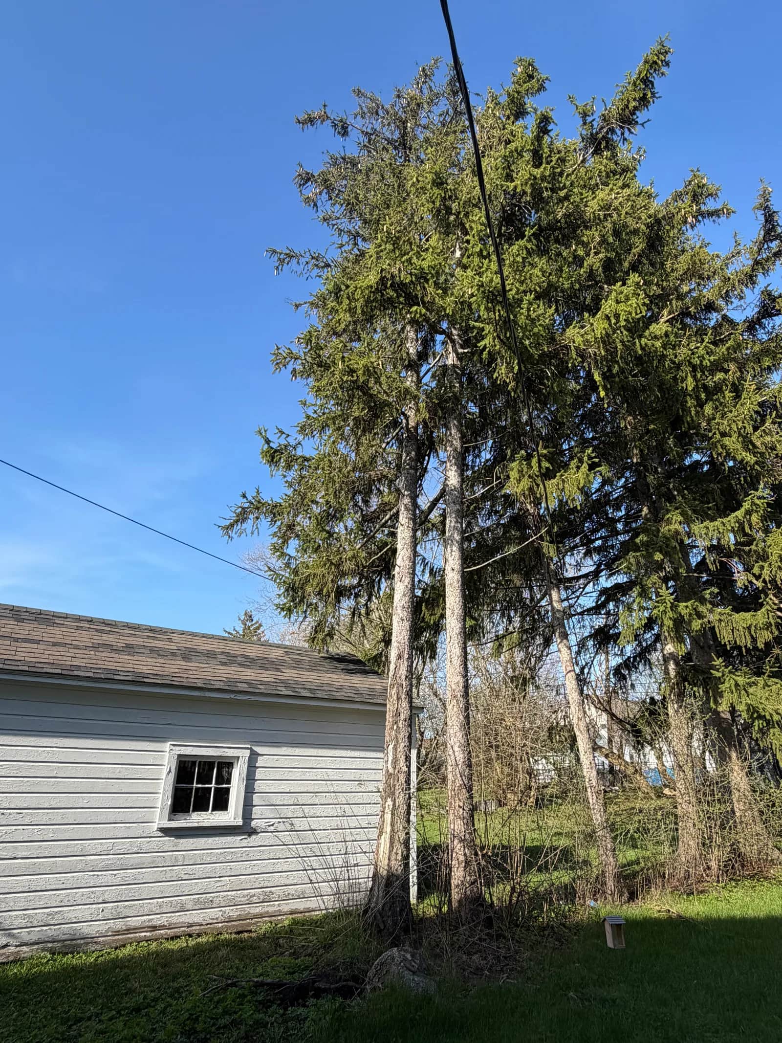 Tree Too Close to Your House? Remove, Trim, or Monitor