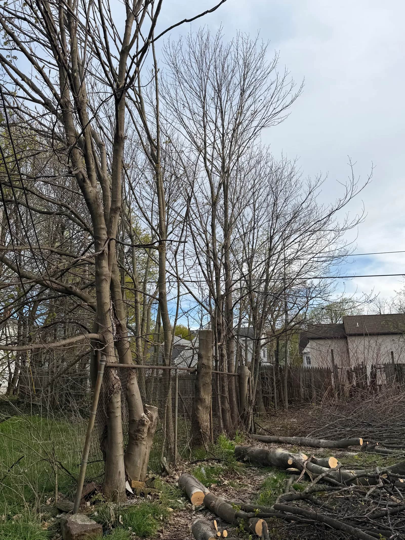 Tree Trimming Cost in Buffalo NY: What to Expect