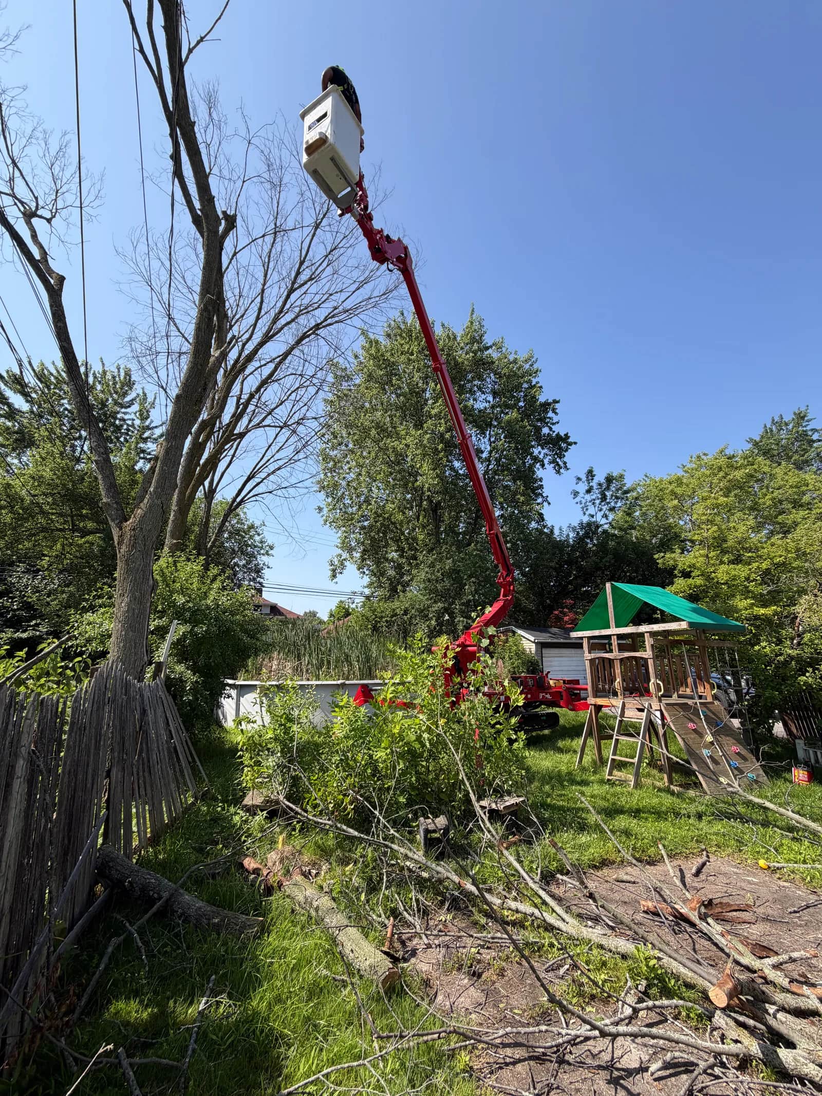 Who Is Responsible for a Fallen Tree in Buffalo NY?