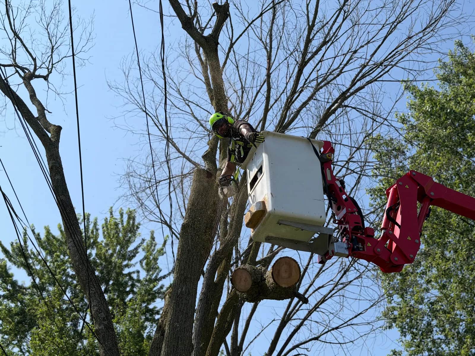 Why Hire a Certified Arborist for Tree Work